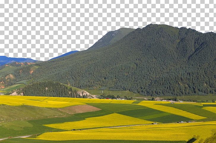Mountain Photography Canola PNG, Clipart, Agriculture, Attractions, Crop, Farm, Fig Free PNG Download