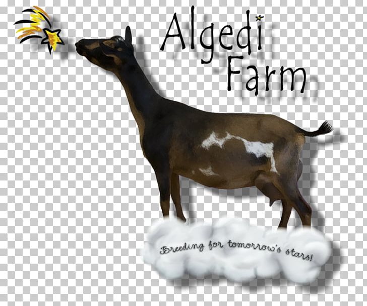 Nigerian Dwarf Goat Farm Cattle Dairy Mammal PNG, Clipart, Cattle, Cattle Like Mammal, Cow Goat Family, Dairy, Drawing Free PNG Download