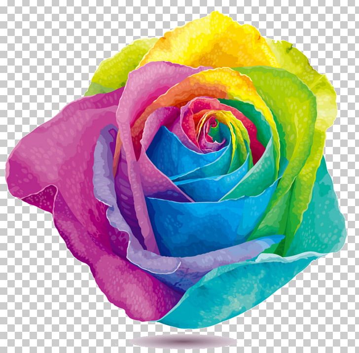 Rainbow Rose Flower Stock Photography PNG, Clipart, Chrysanthemum, Clip Art, Closeup, Color, Cut Flowers Free PNG Download