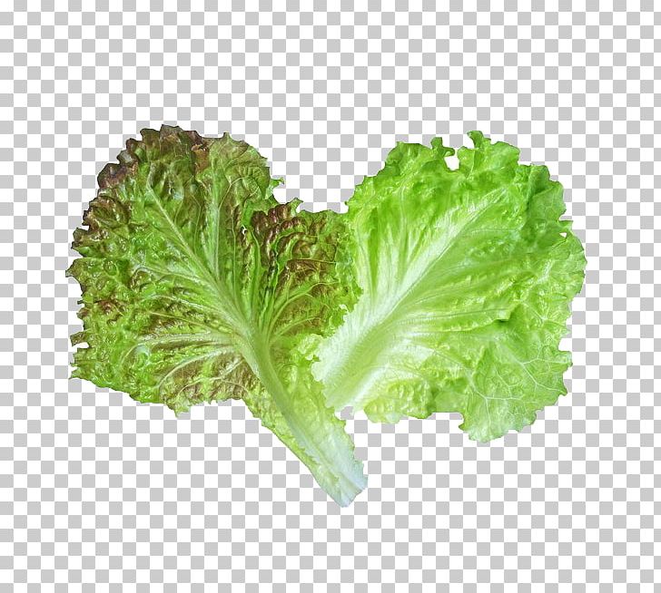 Red Leaf Lettuce Rapini Spring Greens PNG, Clipart, Banana Leaves, Fall Leaves, Food, Green, Healthy Free PNG Download