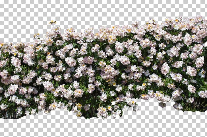 Wall Multiflora Rose Shrub PNG, Clipart, Alyssum, Black Rose, Branch, Flora, Flower Free PNG Download