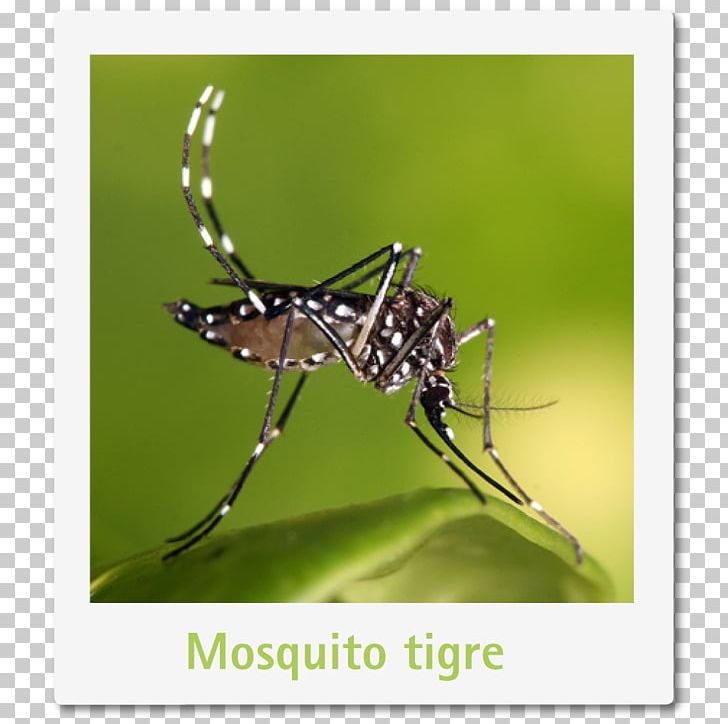 Yellow Fever Mosquito Mosquito Control Zika Virus Anopheles Gambiae Dengue PNG, Clipart, Aedes, Anopheles Gambiae, Arthropod, Chikungunya Virus Infection, Dengue Free PNG Download