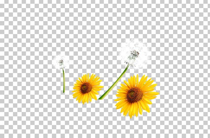Common Sunflower Computer File PNG, Clipart, Common Sunflower, Computer Wallpaper, Daisy, Daisy Family, Dandelion Free PNG Download