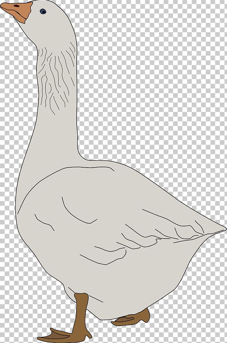 Domestic Goose PNG, Clipart, Animal, Animals, Background White, Beak, Bird Free PNG Download