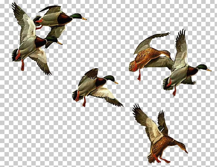 Duck Goose Bird PNG, Clipart, Animals, Author, Beak, Bird, Buzzard Free PNG Download