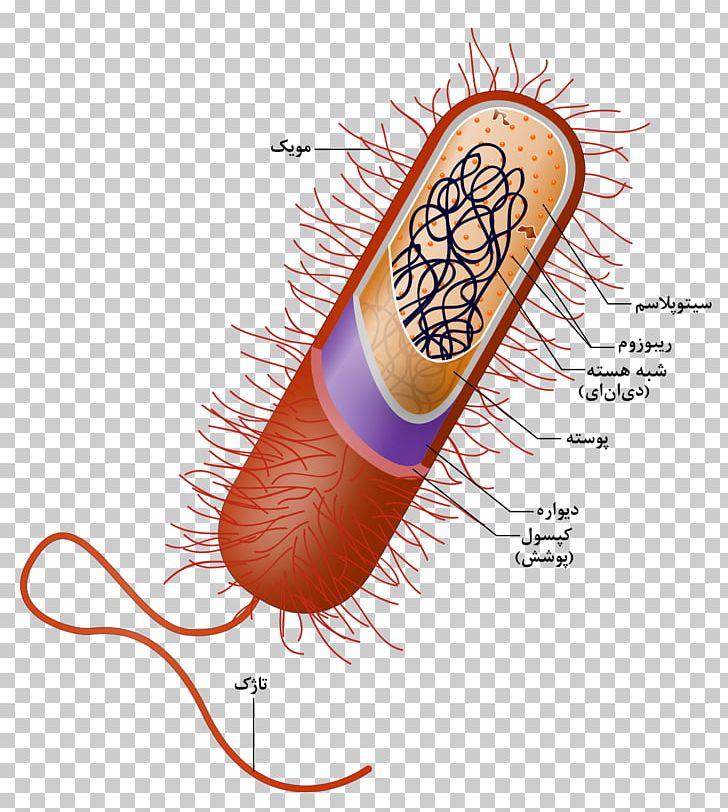 Prokaryote Cell Nucleus Bacteria Organelle PNG, Clipart, Archaeans, Bacteria, Bacterial Cell Structure, Biology, Cell Free PNG Download
