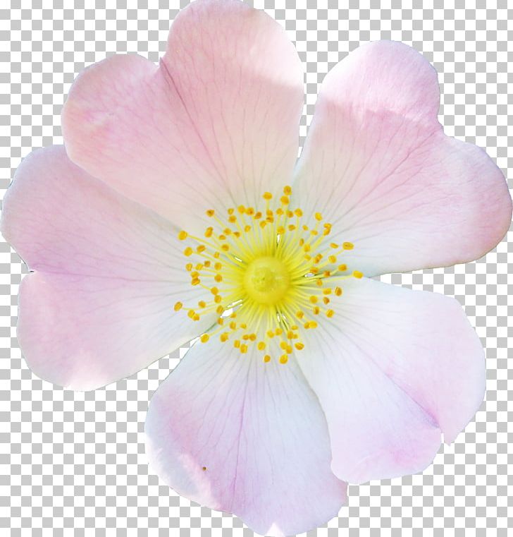 Rosaceae Dog-rose Rosa Rubiginosa Flower Petal PNG, Clipart, Blossom, Dog Rose, Dogrose, Family, Flower Free PNG Download