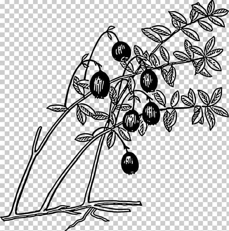 Cranberry Juice Blueberry Lingonberry PNG, Clipart, Black And White, Blueberries, Blueberry, Branch, Cranberry Juice Free PNG Download