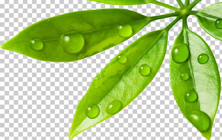 Water Resources Hydrology Stock Photography Water Treatment PNG, Clipart, Desktop Wallpaper, Dew, Drop, Fruit, Green Free PNG Download