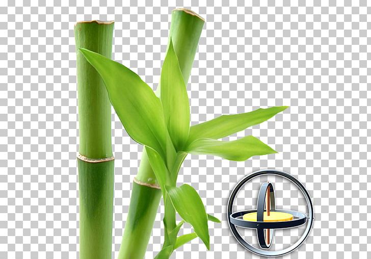 AWESOME Land Magic Flowers Mega Money Android Plant PNG, Clipart, 3 D, 3 D Parallax, Android, App Store, Bamboo Free PNG Download