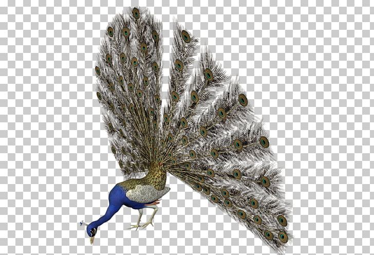 Bird Pavo Reptile Feather PNG, Clipart, Animaatio, Animals, Asiatic Peafowl, Beak, Bird Free PNG Download