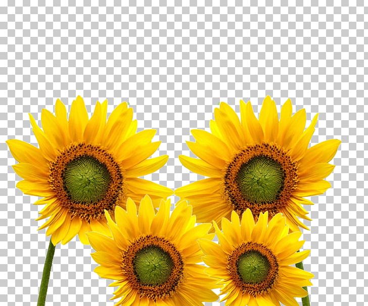 Common Sunflower Yellow Cartoon Icon PNG, Clipart, Balloon Cartoon, Boy Cartoon, Cartoon Alien, Cartoon Character, Cartoon Couple Free PNG Download