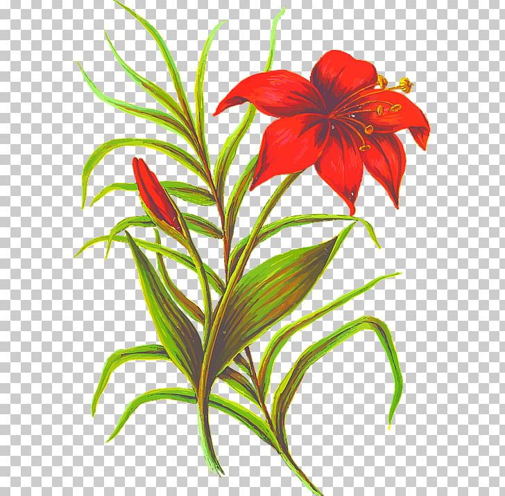 Flower Leaf Drawing Petal PNG, Clipart, Cut Flowers, Daylily, Drawing, Flora, Flower Free PNG Download