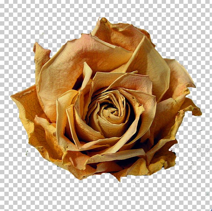 Georgia Aquarium Garden Roses Stock It Link PNG, Clipart, Aquarium, Bowmouth Guitarfish, Deco, Deviantart, Flower Free PNG Download