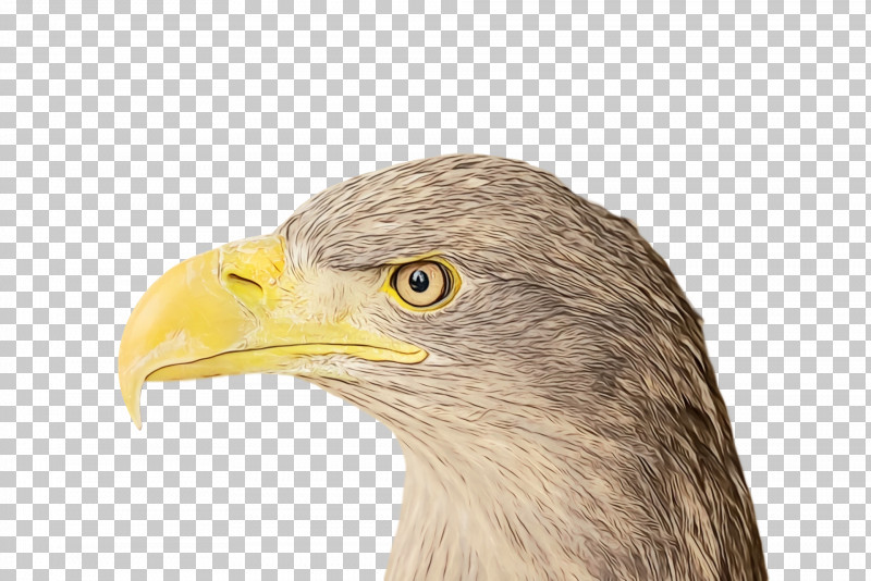 Bald Eagle Beak Eagle Hair Loss PNG, Clipart, Bald Eagle, Beak, Eagle, Hair Loss, Paint Free PNG Download