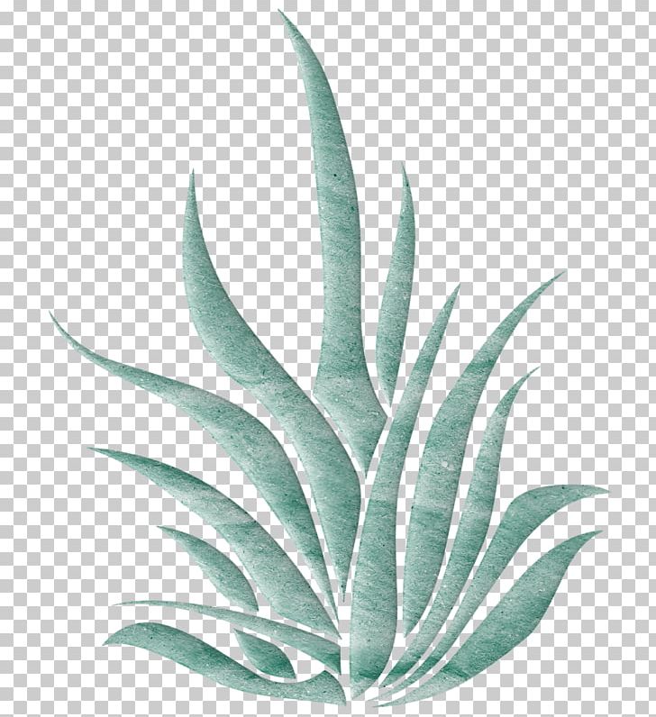 Aloe Vera Plant Landscape PNG, Clipart, Agave, Aloe, Aloe Vera, Decoration, Donald Judd Free PNG Download