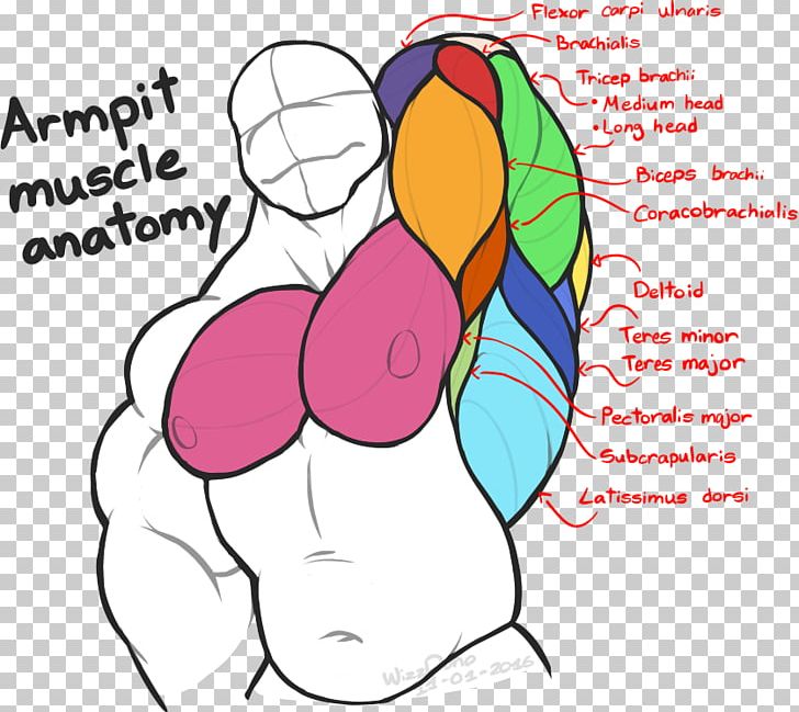 Axilla Human Body Anatomy Forearm Muscle PNG, Clipart, Abdomen, Anatomy, Antagonist, Area, Arm Free PNG Download