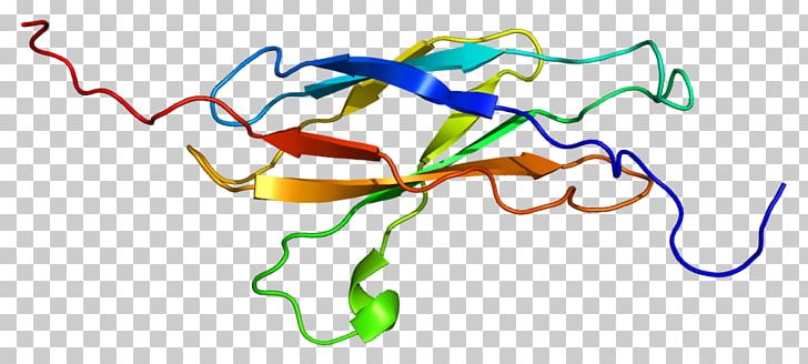 BOC CDON Protein PNG, Clipart, Antibody, Area, Artwork, Boc, Cell Free PNG Download
