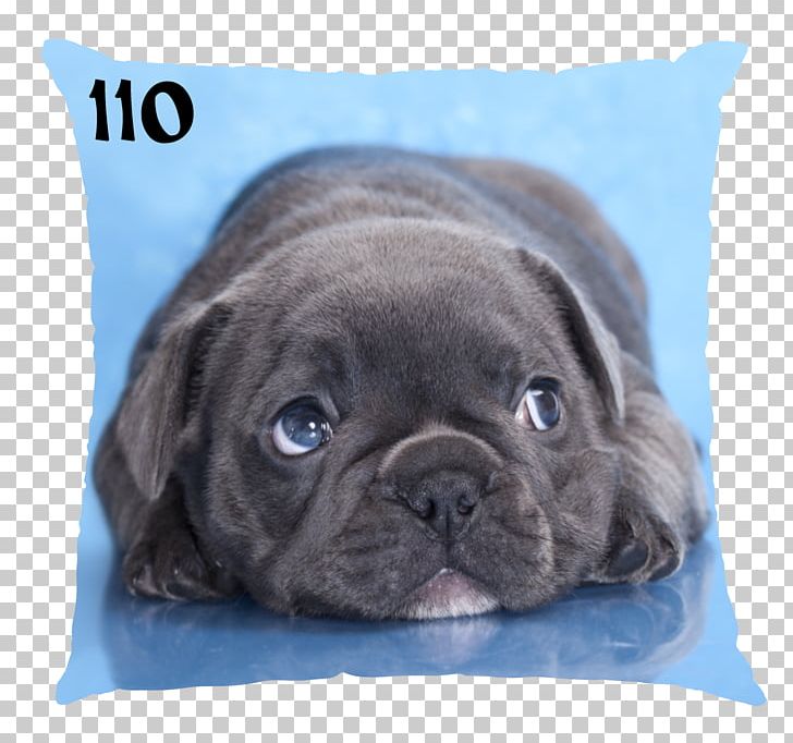 French Bulldog Puppy Toy Bulldog Pug PNG, Clipart, Animal, Animals, Bulldog, Canidae, Carnivoran Free PNG Download