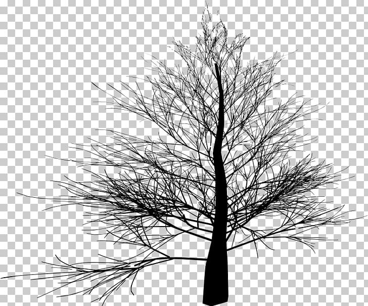 Tree Branch PNG, Clipart, Autumn, Black And White, Branch, Conifer, Download Free PNG Download