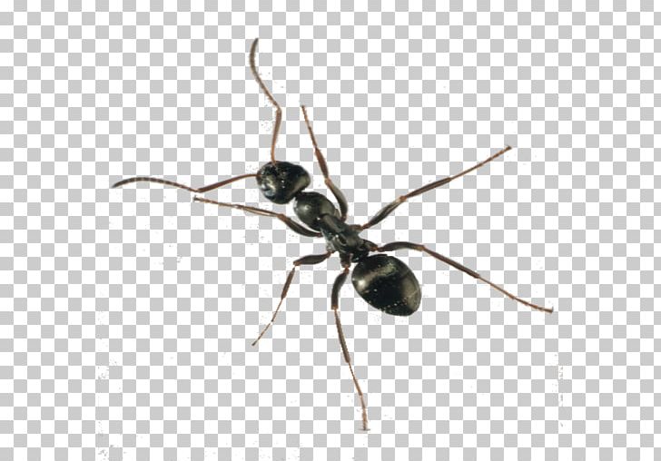 Ant Bee Spider Free Insect Drawing PNG, Clipart, Ant, Antman, Arthropod, Black Garden Ant, Blog Free PNG Download