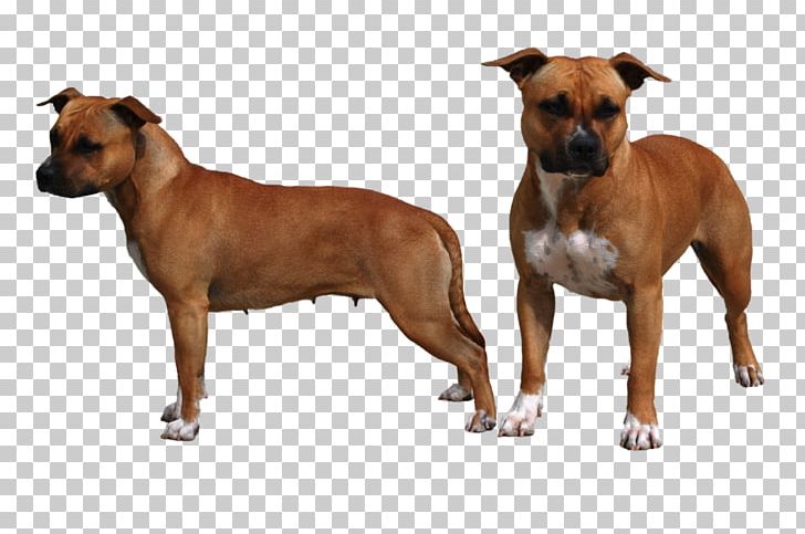 Dog Breed Staffordshire Bull Terrier American Staffordshire Terrier Black Mouth Cur PNG, Clipart, American Staffordshire Terrier, Amstaff, Bitch, Black Mouth Cur, Bull Terrier Free PNG Download