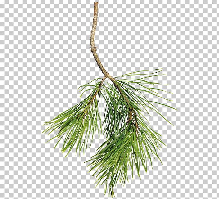 Spruce Pine Portable Network Graphics Fir Christmas Day PNG, Clipart, Blog, Branch, Christmas Day, Christmas Ornament, Conifer Free PNG Download