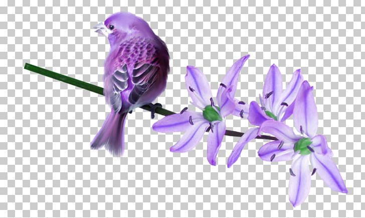 Bird Violet Purple Lilac PNG, Clipart, Animal, Animals, Animation, Beak, Bird Free PNG Download