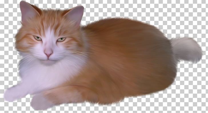 Cat Kitten PNG, Clipart, Aegean Cat, Animals, Carnivoran, Cat, Cat Like Mammal Free PNG Download