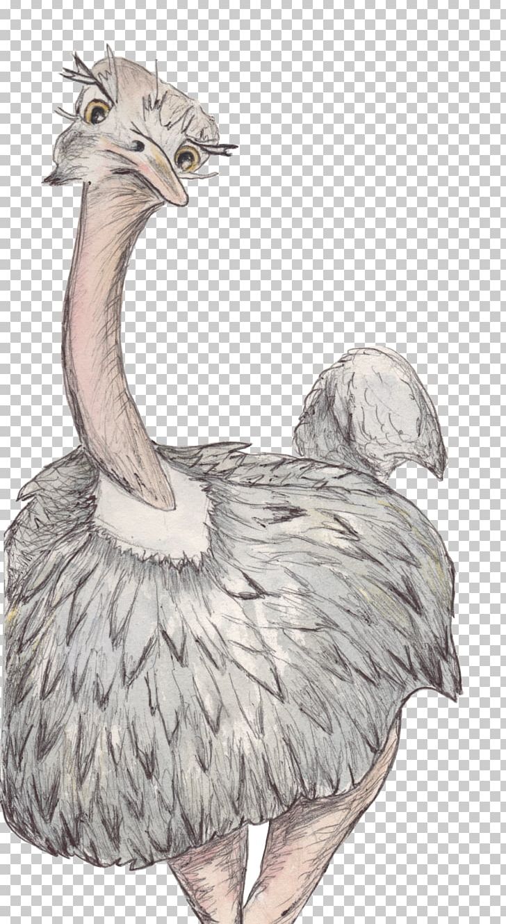 Common Ostrich Flightless Bird Crane Ratite PNG, Clipart, Animal, Animals, Beak, Bird, Common Ostrich Free PNG Download