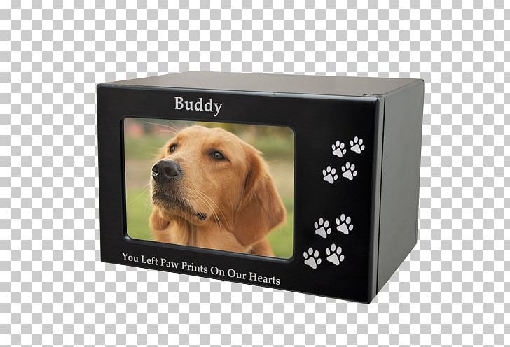 Puppy Golden Retriever Frames Companion Dog PNG, Clipart, Animals, Box, Cat, Companion Dog, Display Free PNG Download