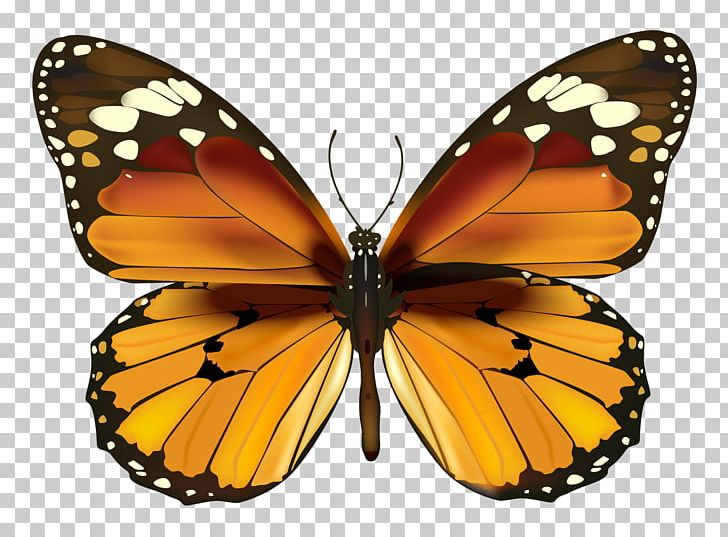 Butterfly PNG, Clipart, Arthropod, Biological Life Cycle, Brush Footed Butterfly, Butterflies, Butterflies And Moths Free PNG Download