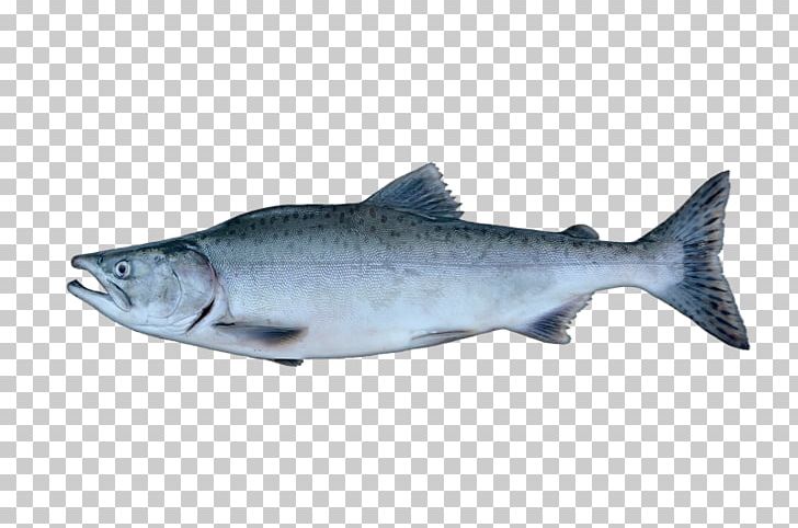 Coho Salmon Pink Salmon Sardine Chinook Salmon PNG, Clipart, Atlantic Salmon, Barramundi, Chinook Salmon, Coho, Coho Salmon Free PNG Download