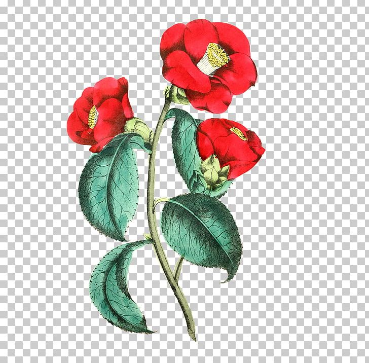 Flower Rose Floral Design Common Poppy Illustration PNG, Clipart, Artificial Flower, Botanical Illustration, Chinese, Chinese Rose, Cut Flowers Free PNG Download