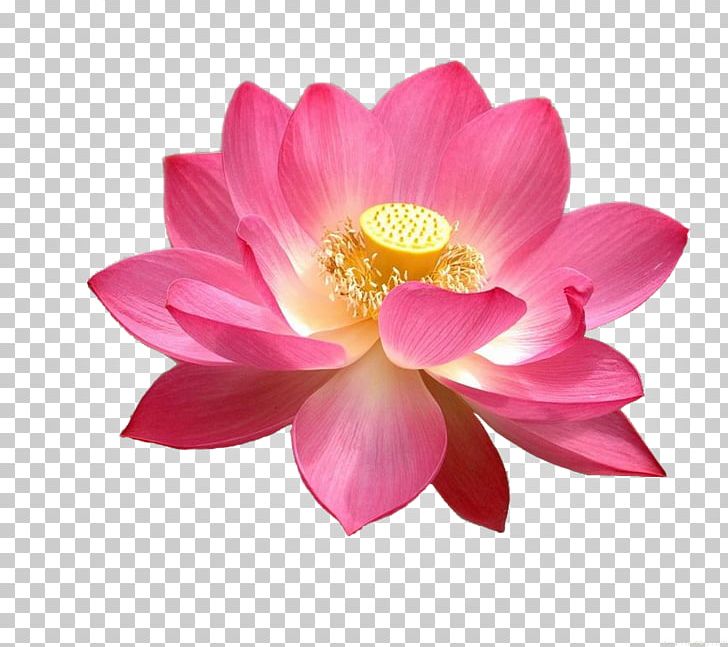 High-definition Television Display Resolution Nelumbo Nucifera PNG, Clipart, 4k Resolution, 1080p, Aquatic Plant, Blooming, Blossom Free PNG Download