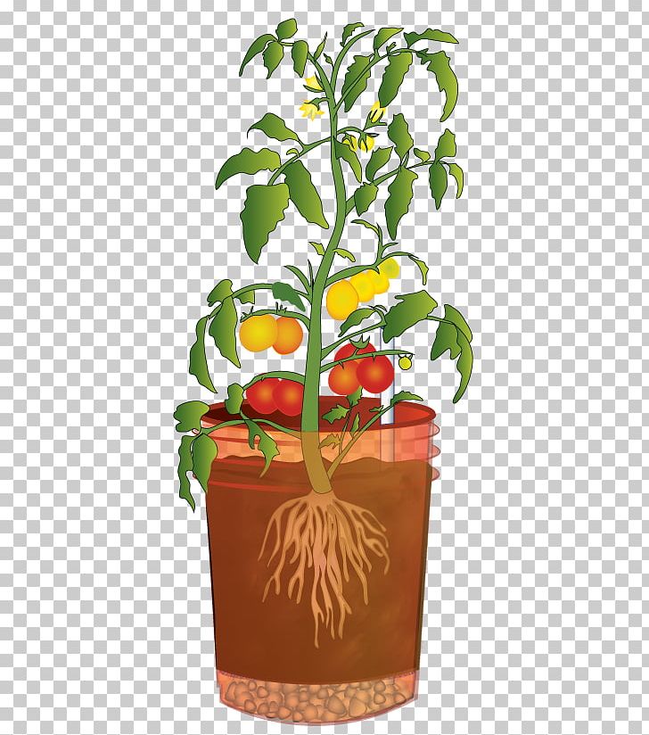 Master Gardener Program Tomato Washington State University Potato Plant PNG, Clipart, Bucket, Flower, Flowerpot, Food, Garden Free PNG Download