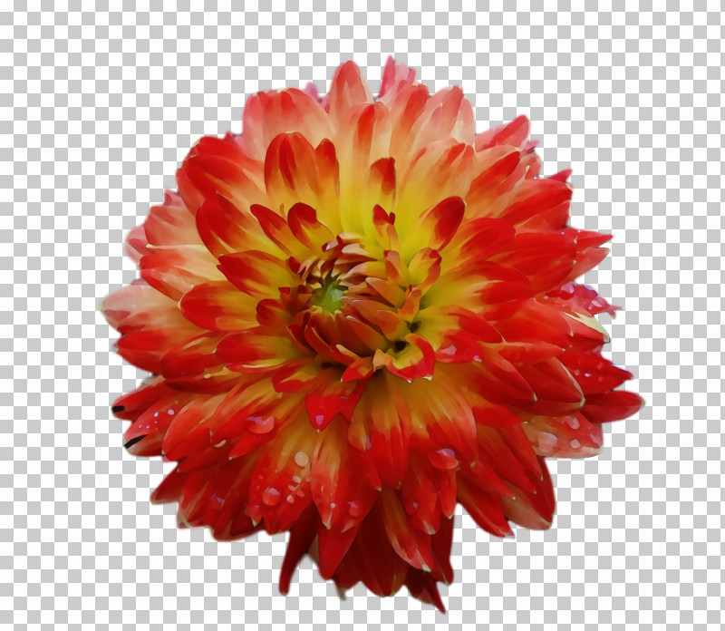 Dahlia Annual Plant Transvaal Daisy Cut Flowers Chrysanthemum PNG, Clipart, Annual Plant, Biology, Blanket Flowers, Chrysanthemum, Cut Flowers Free PNG Download