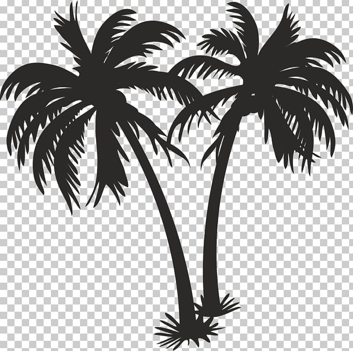 Asian Palmyra Palm Coconut Oil Palm Trees PNG, Clipart, Arecales, Asian Palmyra Palm, Black And White, Borassus Flabellifer, Branch Free PNG Download