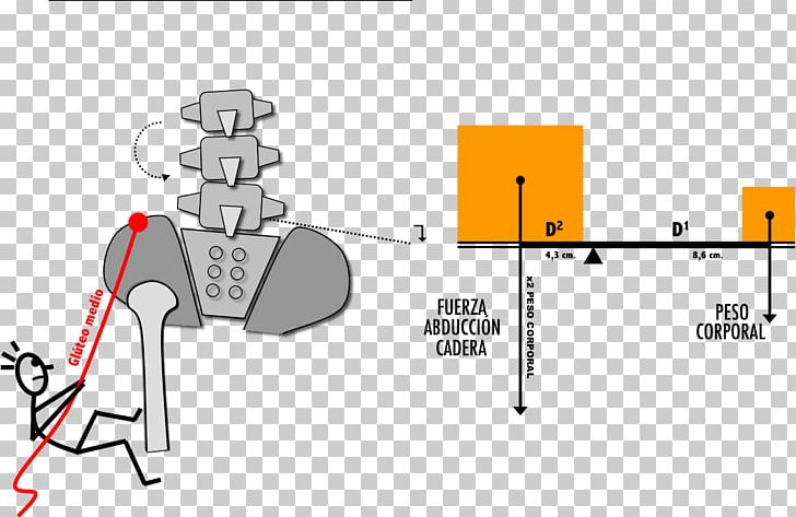 Pelvis Physical Medicine And Rehabilitation Joint Disease PNG, Clipart, Angle, Area, Axial Tilt, Birth Defect, Brand Free PNG Download