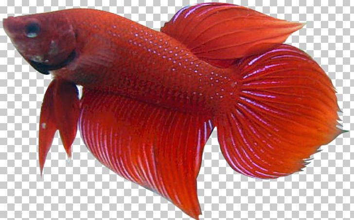 Siamese Fighting Fish Veiltail PNG, Clipart, Animals, Aquarium, Betta, Betta Fish, Drawing Free PNG Download