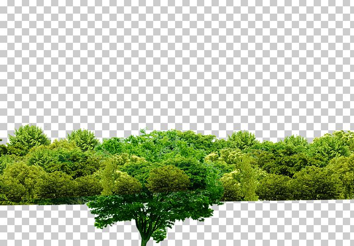 Tree Shulin District Forest PNG, Clipart, Black Forest, Computer, Computer Wallpaper, Forest Animal, Forest Animals Free PNG Download