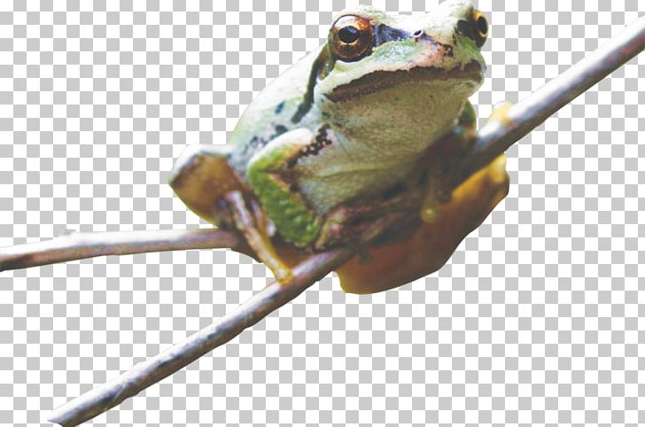 True Frog Tree Frog Toad PNG, Clipart,  Free PNG Download