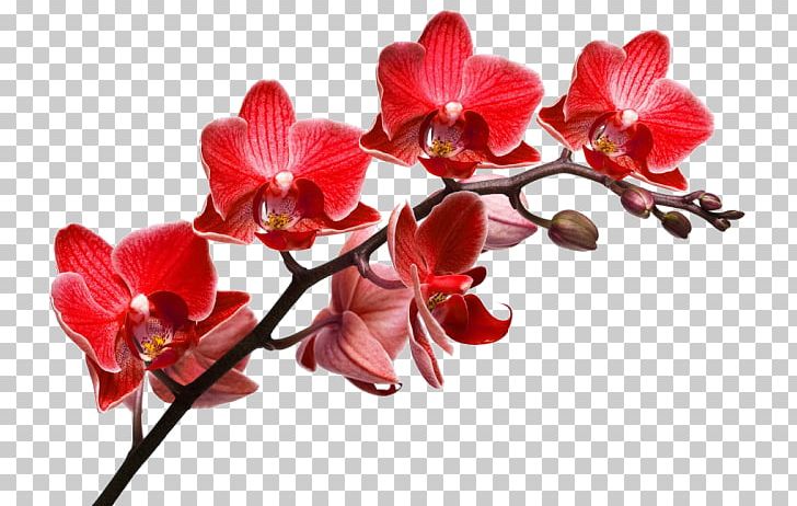 Orchids Desktop Stock Photography Depositphotos PNG, Clipart, Blossom, Branch, Coconut Paradise Villas, Cut Flowers, Flower Free PNG Download