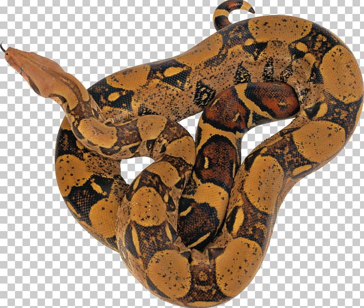 Python Imaging Library Python Package Index Matplotlib PNG, Clipart, Animals, Boa Constrictor, Boas, Free, Green Tree Python Free PNG Download