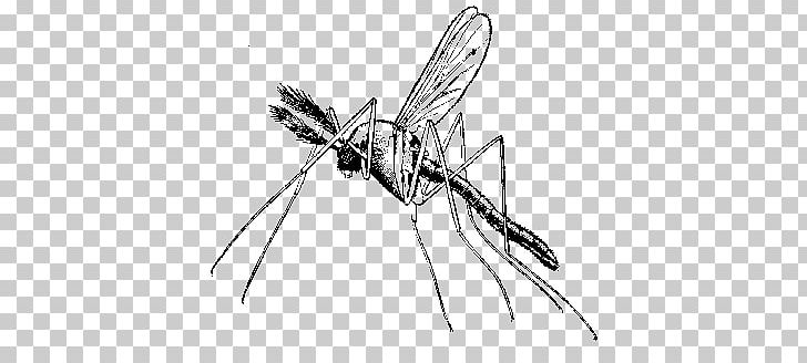 Africa Malaria Mosquito Quina Disease PNG, Clipart, Africa, Antimalarial Medication, Arthropod, Black And White, Dengue Free PNG Download