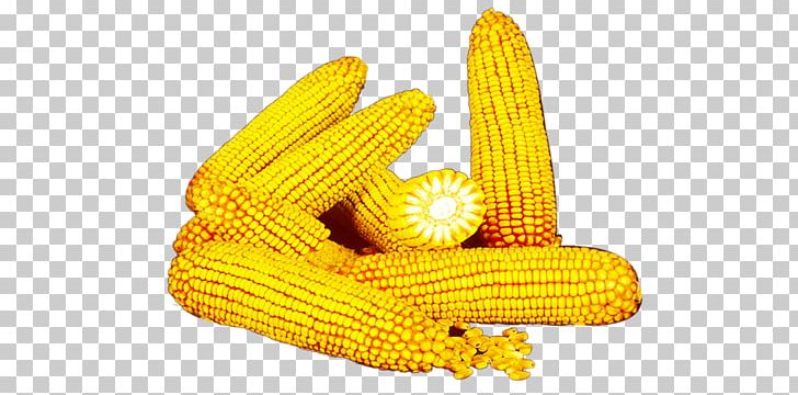 Corn On The Cob Yellow Commodity PNG, Clipart, Autumn, Autumn Harvest, Commodity, Corn, Corn Kernel Free PNG Download