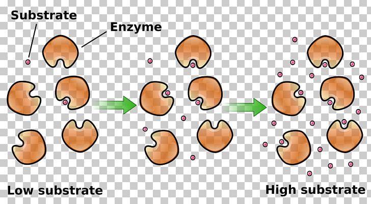 Enzyme Kinetics Catalysis Enzyme Substrate Chemical Kinetics PNG, Clipart, Cartoon, Catalase, Catalysis, Chemical Kinetics, Chemical Reaction Free PNG Download