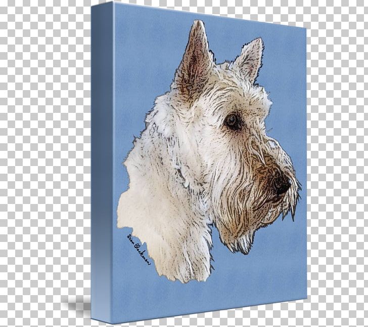 Miniature Schnauzer Scottish Terrier Cairn Terrier Glen Soft-coated Wheaten Terrier PNG, Clipart, Breed, Carnivoran, Dog, Dog Breed, Dog Like Mammal Free PNG Download