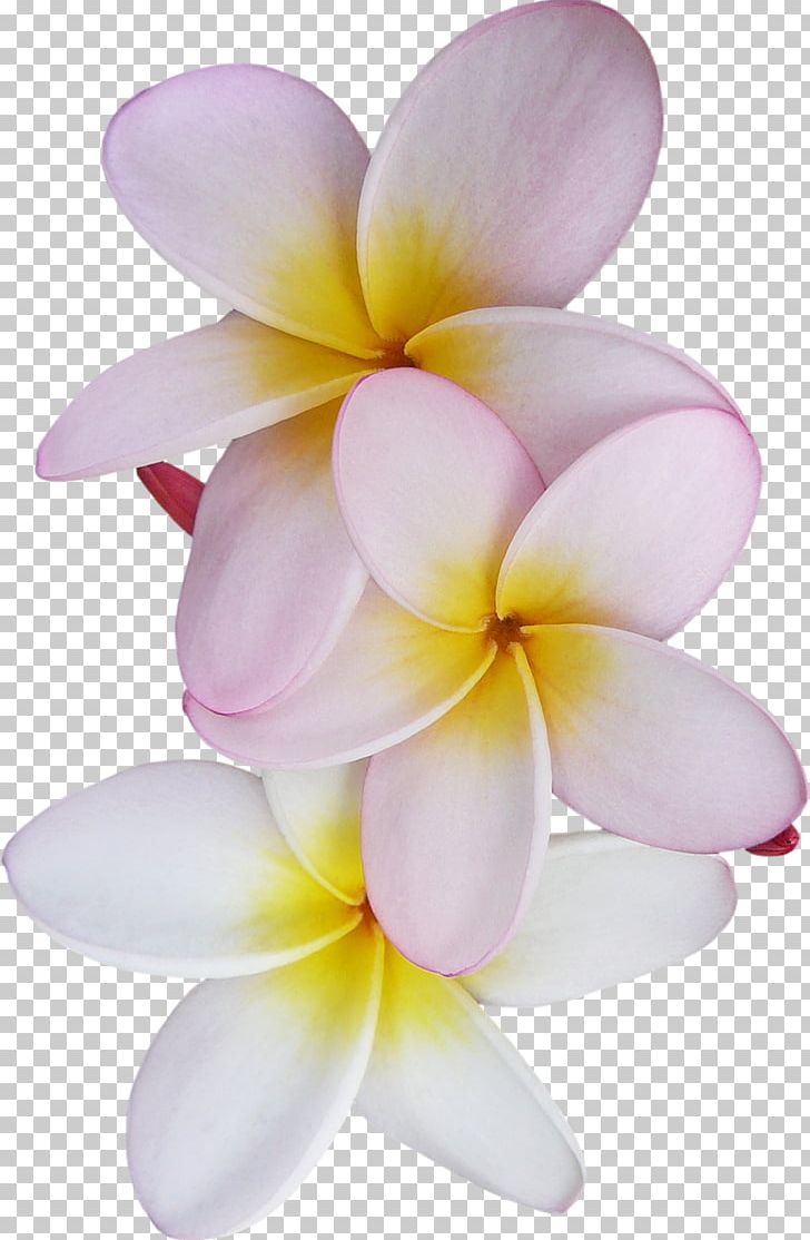 Plumeria Alba Woody Plant Flower Thymes PNG, Clipart, Apocynaceae, Closeup, Essential Oil, Flower, Frangipani Free PNG Download