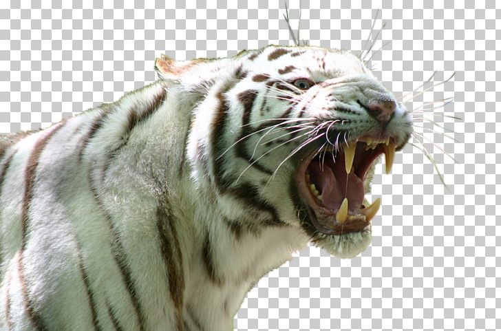 Singapore Zoo Siberian Tiger White Tiger Lion PNG, Clipart, Animal, Animals, Beng, Big Cats, Carnivoran Free PNG Download